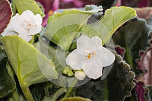 White african violet flowers and leaves