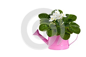 White African Violets Flowers