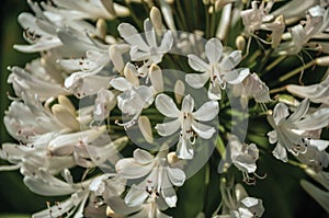 White Agapanthus flowers in a leafy garden