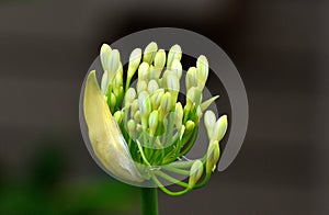 white agapanthus and other colors are common in gardens