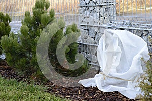 White agrotextile cover for rose bush