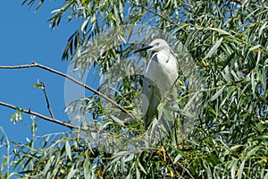 White Aigret on blue Danube delta