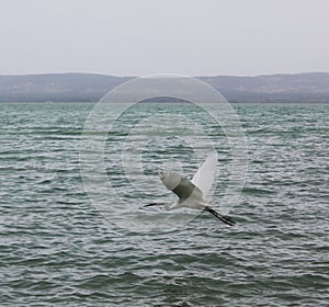 A white aigrette