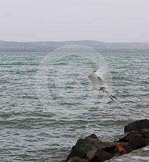 A white aigrette