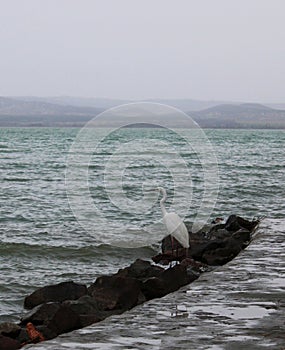 A white aigrette