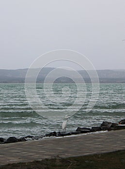 A white aigrette