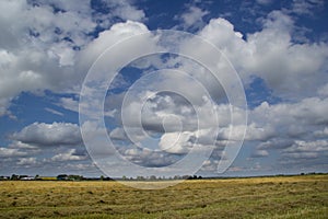 White air clouds in the bright blue sky above the field of mown wheat