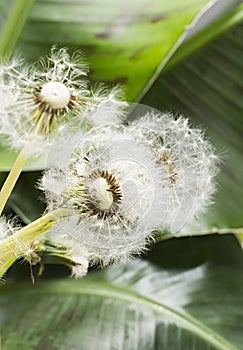 White air dandelions on a background of green leaves