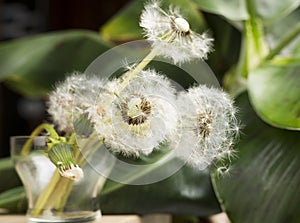 White air dandelions on a background of green leaves