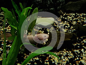 white ajolote in a freshwater aquarium
