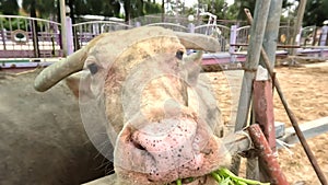 White albino buffalo eating the morning glory in the farm. soft focus