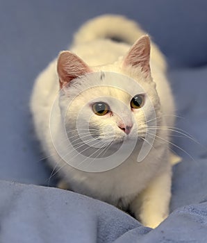 White albino cat