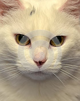 White albino cat