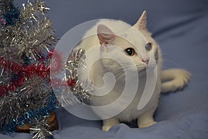 White albino cat on a blue background