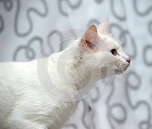 White albino cat on a light background