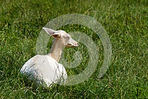 White albino deer