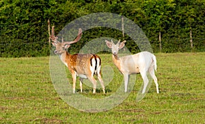 White albino deer and red deer together