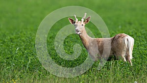 White albino fallow deer, dama dama, grazing on the clover meadow with open mouth