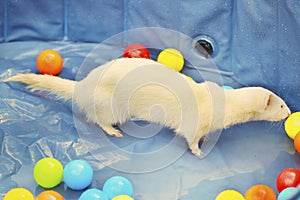 White Albino ferret enjoying game in swimming pool during hot summer day