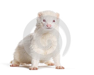 white Albino, Ferret standing right in the center looking at the camera, Isolated on white