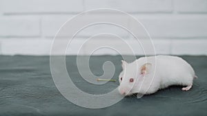 White albino fluffy hamster with full cheeks moves long whiskers and walks.