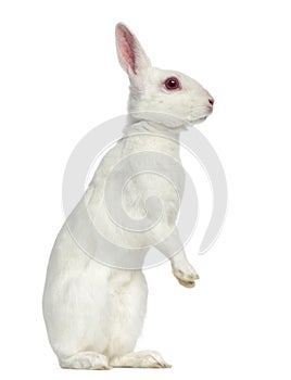 White albino hare isolated on white
