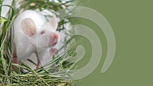 White albino laboratory mouse sitting in green dried grass, hay with copy space. Cute little rodent muzzle close up, pet animal