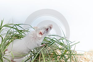 White albino laboratory mouse sitting in green dried grass, hay with copy space. Cute little rodent muzzle close up, pet animal