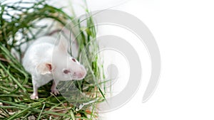 White albino laboratory mouse sitting in green dried grass, hay with copy space. Cute little rodent muzzle close up, pet animal