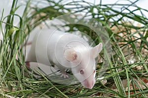 White albino laboratory mouse sitting in green dried grass, hay. Cute little rodent muzzle close up, pet animal concept