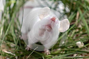 White albino laboratory mouse sitting in green dried grass, hay. Cute little rodent muzzle close up, pet animal concept