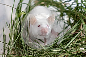 White albino laboratory mouse sitting in green dried grass, hay. Cute little rodent muzzle close up, pet animal concept