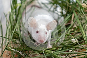 White albino laboratory mouse sitting in green dried grass, hay. Cute little rodent muzzle close up, pet animal concept