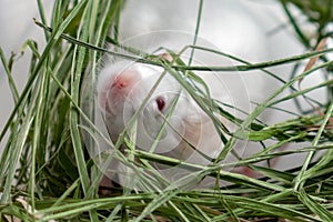 White albino laboratory mouse sitting in green dried grass, hay. Cute little rodent muzzle close up, pet animal concept