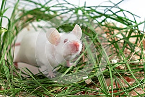 White albino laboratory mouse sitting in green dried grass, hay. Cute little rodent muzzle close up, pet animal concept