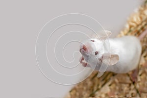 White albino laboratory mouse sitting a plastic box, cute little rodent muzzle close up, pet animal concept with copy space
