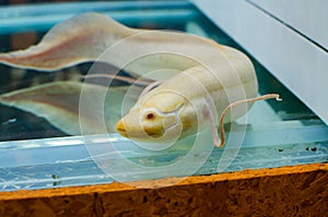 White Albino Lungfish dipnoi in a fish tank.