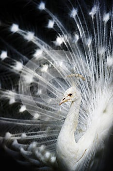 White Albino Peacock photo