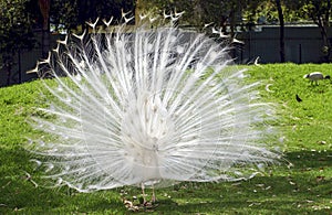 White albino peacock