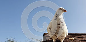 White albino pigeon sits on the roof and interacts trustingly
