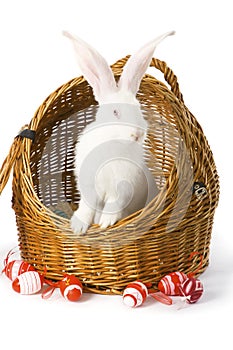 White albino rabbit in basket