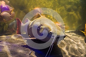 White albino red tail catfish, large tropical fish from the amazon basin of America