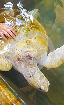 White albino sea turtle hawksbill turtle loggerhead sea turtle swims