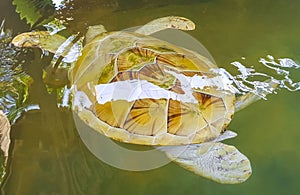 White albino sea turtle hawksbill turtle loggerhead sea turtle swims