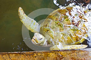 White albino sea turtle hawksbill turtle loggerhead sea turtle swims