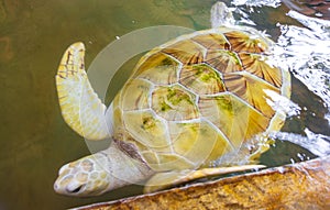 White albino sea turtle hawksbill turtle loggerhead sea turtle swims