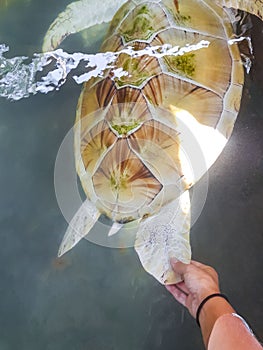 White albino sea turtle hawksbill turtle loggerhead sea turtle swims