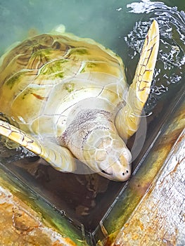 White albino sea turtle hawksbill turtle loggerhead sea turtle swims