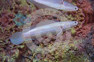 White Albino Snakehead Fish