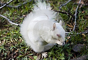 White albino squirrel